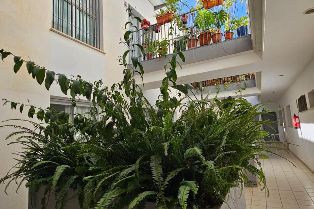 Suite Trinidad Centro Málaga Exterior foto